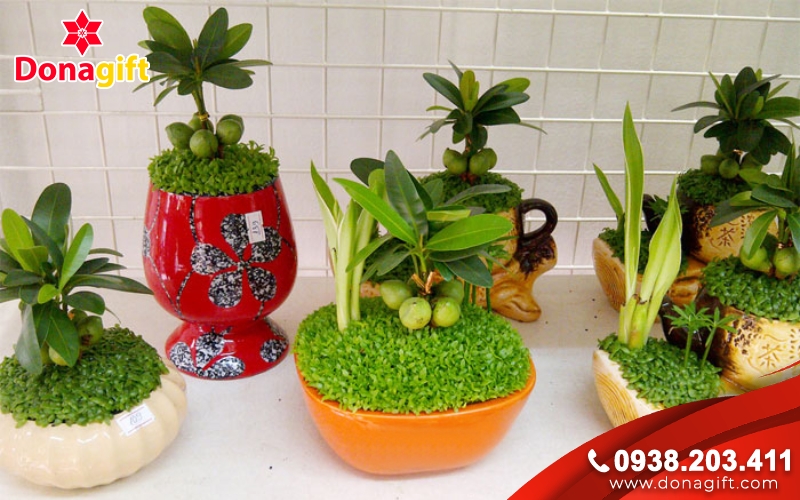 Cây cảnh mini – lộc xanh ngày xuân Cây cảnh mini – lộc xanh ngày xuân