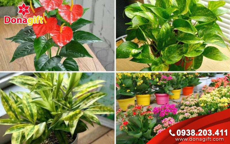 Cây cảnh phong thủy hoặc cây tài lộc mini  Cây cảnh phong thủy hoặc cây tài lộc mini