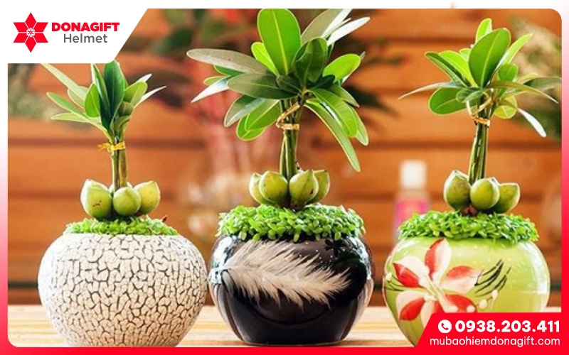 Cây tài lộc Cây tài lộc